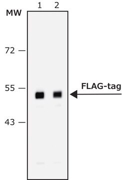抗-FLAG&#174;-过氧化物酶抗体（兔） IgG fraction of antiserum