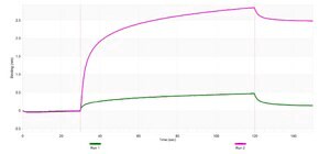 Anti-CD98/SLC3A2 Antibody, clone 3B15 ZooMAb® Rabbit Monoclonal recombinant, expressed in HEK 293 cells