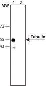 Anti-Tubulin antibody produced in rabbit whole antiserum