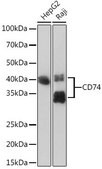 Anti-CD74 antibody produced in rabbit
