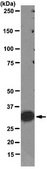 Anti-PCNA Antibody, clone PC10 clone PC10, from mouse