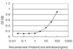 Monoclonal Anti-CHEK1 antibody produced in mouse clone 2G3, purified immunoglobulin, buffered aqueous solution