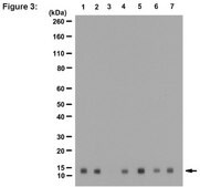 ChIPAb+ Acetyl-Histone H4 (Lys8) - ChIP Validated Antibody and Primer Set serum, from rabbit