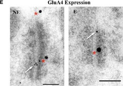 抗谷氨酸受体4抗体 Chemicon®, from rabbit