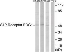 Anti-S1P Receptor EDG1 antibody produced in rabbit affinity isolated antibody
