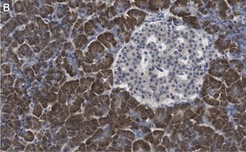 Anti-eIF2A Antibody, clone 2C18 ZooMAb® Rabbit Monoclonal recombinant, expressed in HEK 293 cells