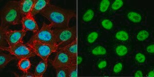 Anti-TATA-Binding-Protein Antibody ascites fluid, Chemicon®