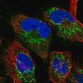 Anti-TTC19 antibody produced in rabbit Prestige Antibodies® Powered by Atlas Antibodies, affinity isolated antibody, buffered aqueous glycerol solution