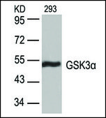 Anti-GSK3A (Ab-21) antibody produced in rabbit affinity isolated antibody