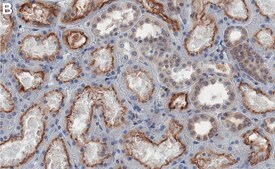 Anti-PKR Antibody, clone 2H14 ZooMAb® Rabbit Monoclonal recombinant, expressed in HEK 293 cells