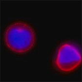 Anti-EpCAM antibody, Mouse monoclonal clone Ber-EP4, hybridoma cell culture supernatant