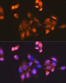 Anti-CDK1 antibody produced in rabbit