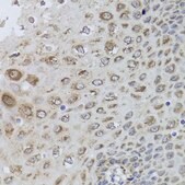 Anti-PRKAB1 antibody produced in rabbit