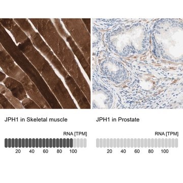Anti-JPH1 antibody produced in rabbit Ab1, Prestige Antibodies® Powered by Atlas Antibodies, affinity isolated antibody, buffered aqueous glycerol solution
