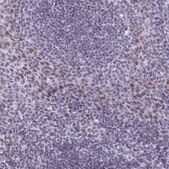 Anti-ASH2L antibody produced in rabbit Prestige Antibodies® Powered by Atlas Antibodies, affinity isolated antibody, buffered aqueous glycerol solution