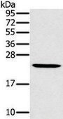 Anti-MED22 affinity isolated antibody