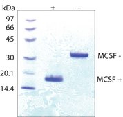 Macrophage Colony-Stimulating Factor from mouse M-CSF, recombinant, expressed in E. coli, lyophilized powder, suitable for cell culture