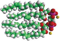Heart CA Avanti Research™ - A Croda Brand
