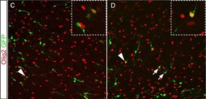 Anti-Olig-2 Antibody Chemicon®, from rabbit