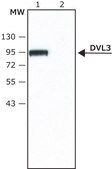 Anti-DVL3 (N-terminal) antibody produced in rabbit ~1.5 mg/mL, affinity isolated antibody, buffered aqueous solution