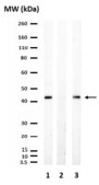磷酸化-PDHE1-A I 型 (Ser293) 抗体 from rabbit, purified by affinity chromatography