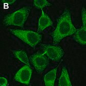 Anti-eIF-2α Antibody, clone 3M6 ZooMAb® Rabbit Monoclonal recombinant, expressed in HEK 293 cells
