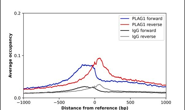 Anti-PLAG1 antibody produced in rabbit Prestige Antibodies® Powered by Atlas Antibodies, affinity isolated antibody
