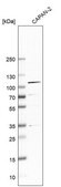 Anti-COPB1 antibody produced in rabbit Prestige Antibodies® Powered by Atlas Antibodies, affinity isolated antibody, buffered aqueous glycerol solution