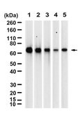 Anti-RAP1GDS1 Antibody, clone 1H6 ZooMAb® Rabbit Monoclonal recombinant, expressed in HEK 293 cells