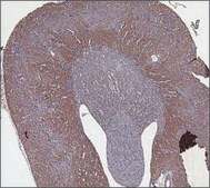 Anti-CBS antibody produced in rabbit IgG fraction of antiserum