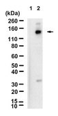 Anti-p-Upf1 (Ser1127) Antibody, clone 1C4-H1 ZooMAb® Rabbit Monoclonal recombinant, expressed in HEK 293 cells