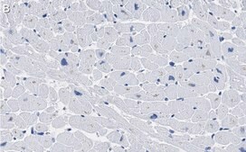 Anti-COX IV Antibody, clone 1L23 ZooMAb® Rabbit Monoclonal recombinant, expressed in HEK 293 cells