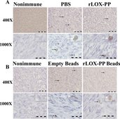 Anti-phospho-Histone H3 (Ser10) Antibody, Mitosis Marker Upstate®, from rabbit