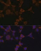 Anti-PRKAB1 antibody produced in rabbit