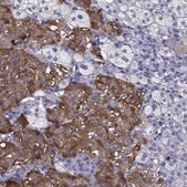 Anti-SCG2 antibody produced in rabbit Prestige Antibodies® Powered by Atlas Antibodies, affinity isolated antibody, buffered aqueous glycerol solution