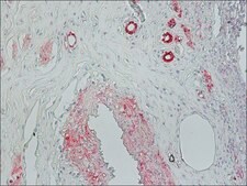 Anti-Mouse IgG (Fc specific)–Alkaline Phosphatase antibody produced in goat affinity isolated antibody, buffered aqueous glycerol solution