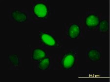 Monoclonal Anti-YAP1 antibody produced in mouse clone 2H1, purified immunoglobulin, buffered aqueous solution