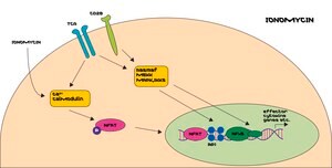 Ionomycin from Streptomyces conglobatus ≥98% (HPLC)