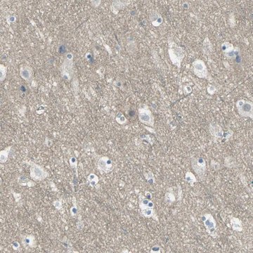 Anti-HTR1F antibody produced in rabbit Prestige Antibodies® Powered by Atlas Antibodies, affinity isolated antibody, buffered aqueous glycerol solution