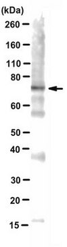 &#945;-突触核蛋白抗体，寡聚体特异性Syn33抗体 from rabbit