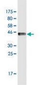 Monoclonal Anti-HSF1 antibody produced in mouse clone 1A11, purified immunoglobulin, buffered aqueous solution