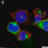 Anti-CXCL9/MIG Antibody, clone 1H13 ZooMAb® Rabbit Monoclonal recombinant, expressed in HEK 293 cells