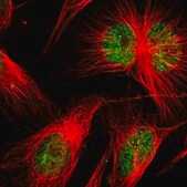 Anti-SP2 antibody produced in rabbit Prestige Antibodies® Powered by Atlas Antibodies, affinity isolated antibody, buffered aqueous glycerol solution