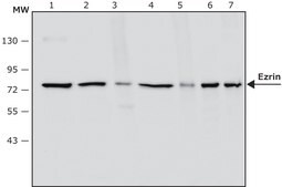 Anti-Ezrin antibody, Mouse monoclonal clone 3C12, purified from hybridoma cell culture