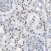 Anti-PTDSS1 antibody produced in rabbit Prestige Antibodies® Powered by Atlas Antibodies, affinity isolated antibody, buffered aqueous glycerol solution
