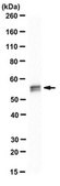 Anti-PTB Antibody, clone BB7 clone Bb7, from mouse