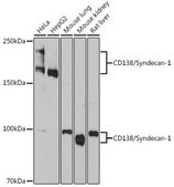 Anti-CD138/Syndecan-1 antibody produced in rabbit