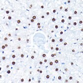 Anti- HuR/ELAVL1 antibody produced in rabbit