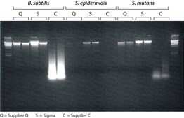 GenElute™ Bacterial Genomic DNA Kits sufficient for 70 purifications