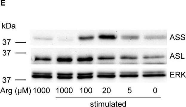Anti-ASS1 antibody produced in rabbit Prestige Antibodies® Powered by Atlas Antibodies, affinity isolated antibody, buffered aqueous glycerol solution, Ab1